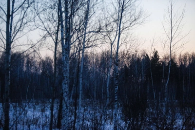 Почему в Омской области гибнут леса?