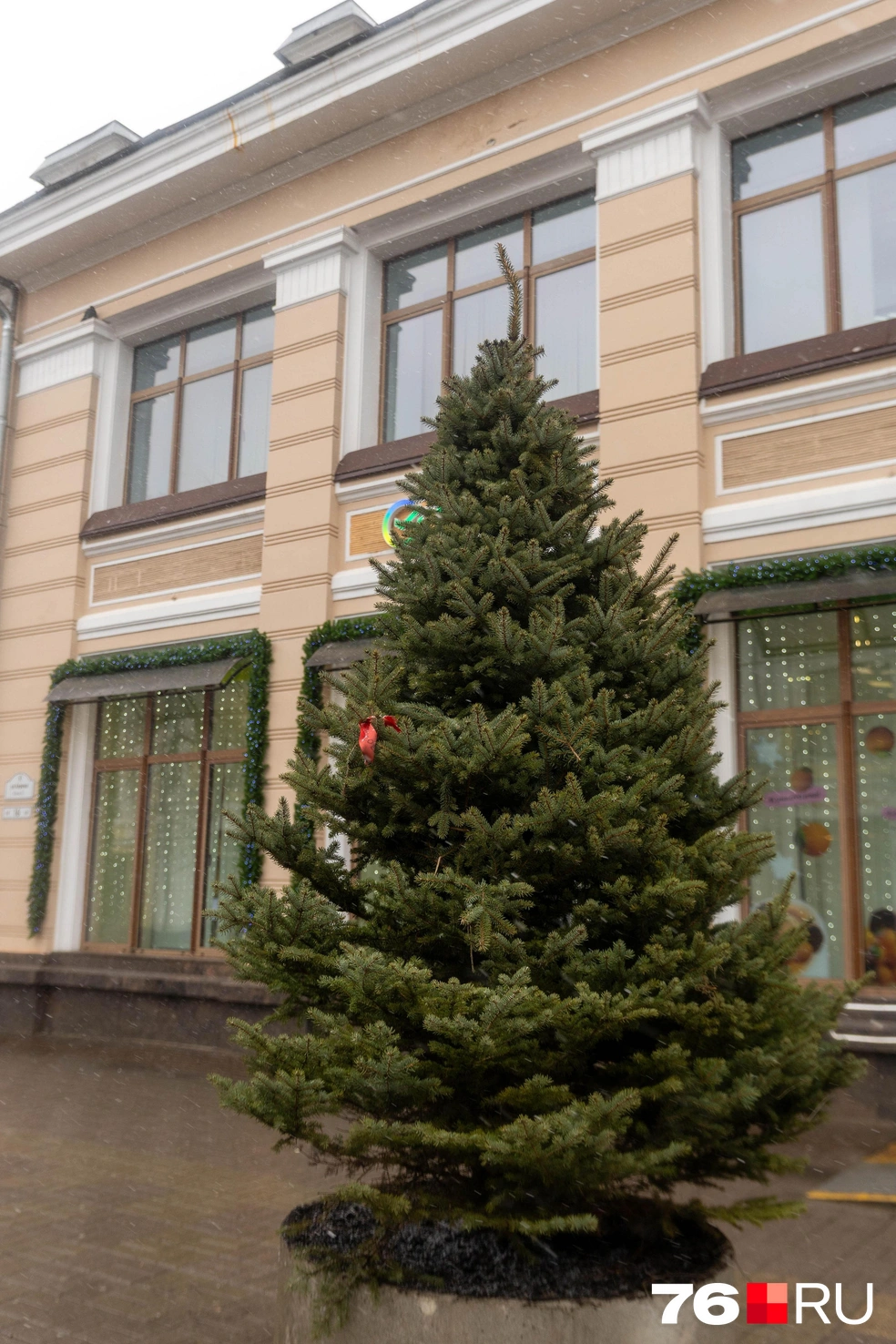 Одно из деревьев уже успели установить | Источник: Артем Бауман / 76.RU