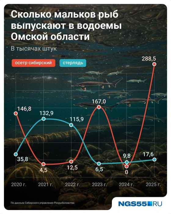 Выпуск мальков сильно варьируется по годам | Источник: Евгения Бикунова / Городские медиа