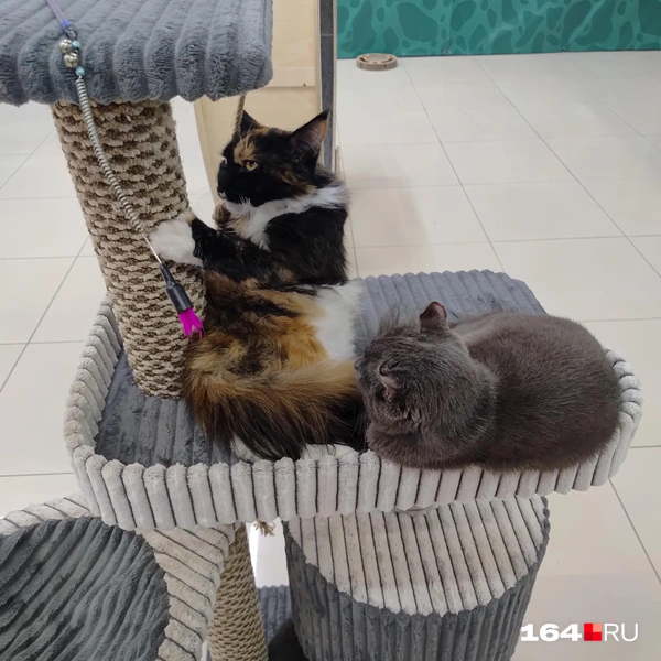 Источник: Сергей Гендин / 164.RU