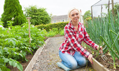 Как избавить огород от тли без пестицидов: советы опытного агронома