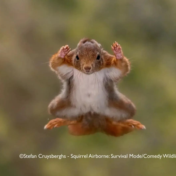 Источник: Nikon Comedy Wildlife Awards