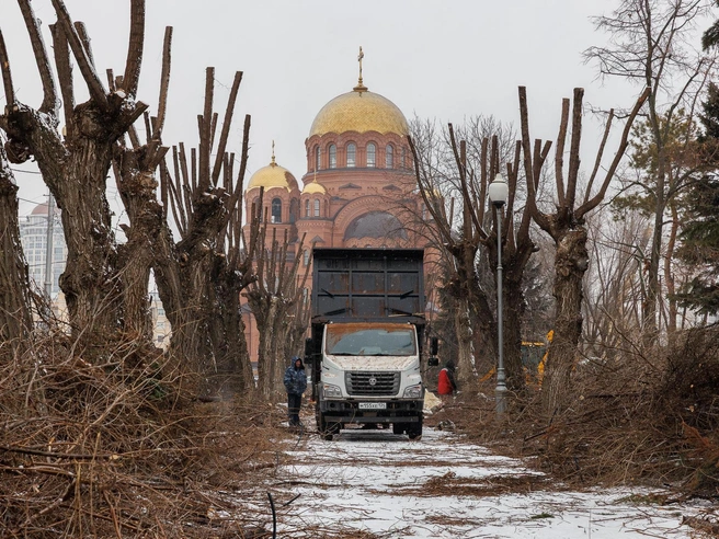 В начале весны на аллее Героев провели обрезку деревьев | Источник: Алексей Волхонский / V1.RU