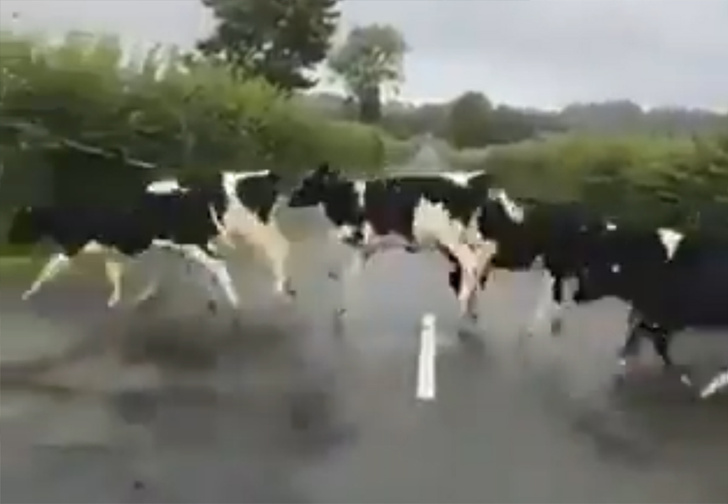 В «Твиттере» стало вирусным видео, на котором коровы очень странно переходят дорогу