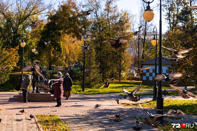 Как много в городе птиц | Источник: Ирина Шарова / 72.RU