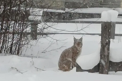Дикая рысь с детенышами вышла к людям в Архангельской области