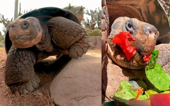 Королева зоопарка: в США усыпили 141-летнюю галапагосскую черепаху Бабулю