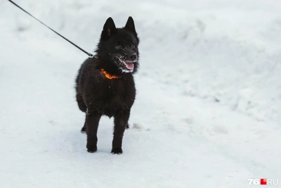 Where to Find Dog Walking Areas in Yaroslavl: Address List