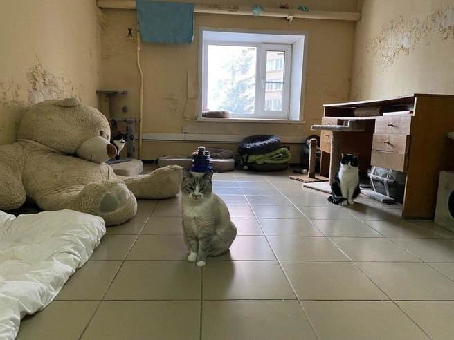 В приюте можно встретить как обычных черно-белых кошек, так и хвостов с модным окрасом колор-пойнт | Источник: Ирина Господаренко / NGS22.RU