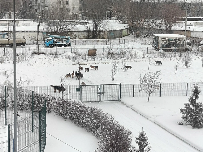 Даже взрослая женщина с ребенком не отобъется от такой стаи, если она проявит агрессию | Источник: Шагол Челябинск ЧВВАКУШ / Vk.com
