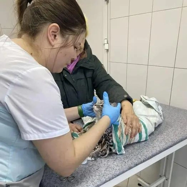 Источник: Ассоциация ветеринарии Иркутской области