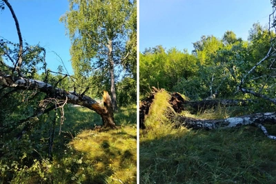 В парке Омска из-за непогоды обломились деревья