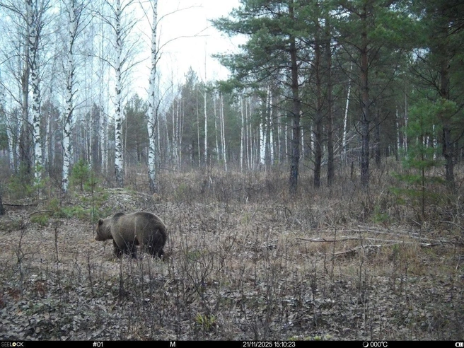 Медведи в Керженском заповеднике обычно впадают в спячку в декабре. | Источник: О. Ю. Гореловская, А. А. Гореловский, Заповедник «Керженский» / «ВКонтакте»