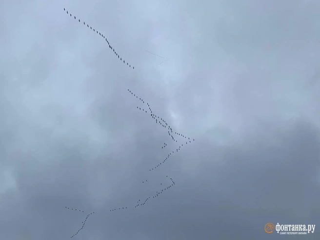 «Наверное, что-то знают». Петербуржцы показали, как птицы массово потянулись на зимовку | Источник: читатель «Фонтанки»