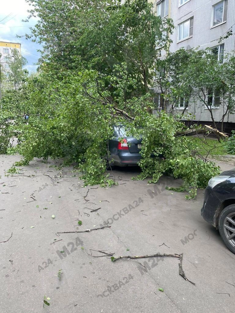 Погода в Москве: МЧС выпустило предупреждение о дожде, граде и сильном  ветре, из-за урагана повалило деревья — фото и видео последствий - 9 июня  2023 - МСК1.ру