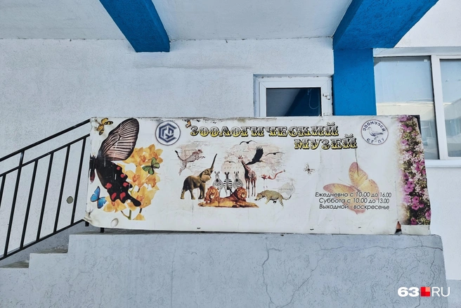 Зоологический музей им. Д.&nbsp;Н.&nbsp;Флорова СГСПУ&nbsp;— один из крупнейших в Поволжье. Он «спрятался» в арке напротив бассейна «Буревестник» | Источник: Роман Данилкин / 63.RU 