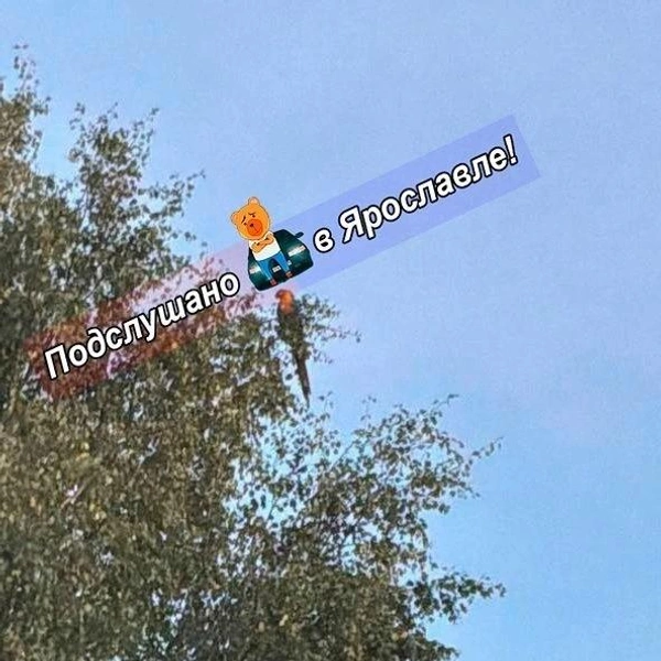 Экзотическая птица решила полетать по русским просторам | Источник: Подслушано в Ярославле! / Max