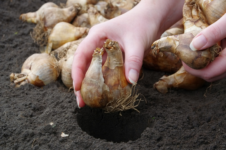 Как посадить луковичные осенью: главные правила