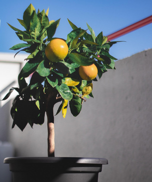 Как вырастить апельсиновое дерево дома из косточки и в саду