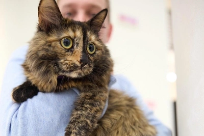 Кошка Пчёлка из пермского приюта ищет дом