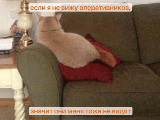 Судебные приставы обнаружили мужчину, уклоняющегося от алиментов, внутри дивана в квартире в Санкт-Петербурге. | Источник: Фонтанка SPB Online / Telegram