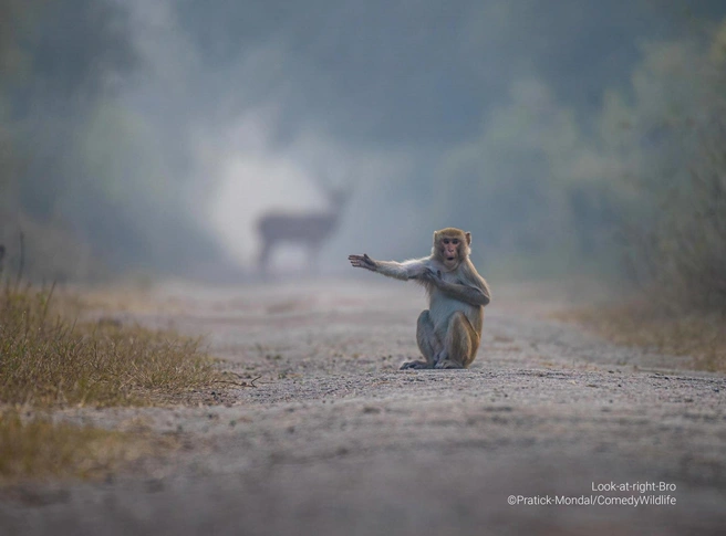 Источник: Pratick Mondal / Comedy Wildlife Photo Awards