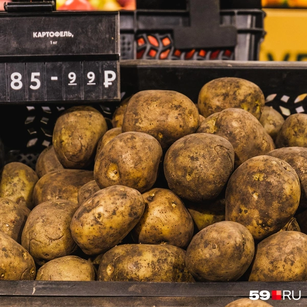 Обычная картошка | Источник: Тимофей Калмаков / 59.RU
