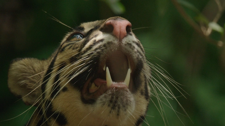 Замуррчательный февраль: месяц больших кошек на National Geographic Wild