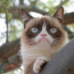 Grumpy Cat станет звездой Голливуда