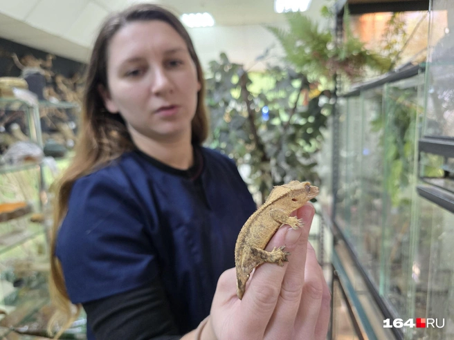 Оксана показала нам пресмыкающихся | Источник: Семен Коротов-Майбах / 164.RU