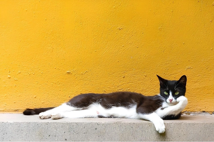 Но все равно смешные: полюбуйтесь на 12 фотографий котиков, которые не попали в финал юмористического конкурса Comedy Pet Photography Awards | Источник: Du Fu / Comedy Pet Photography Awards
