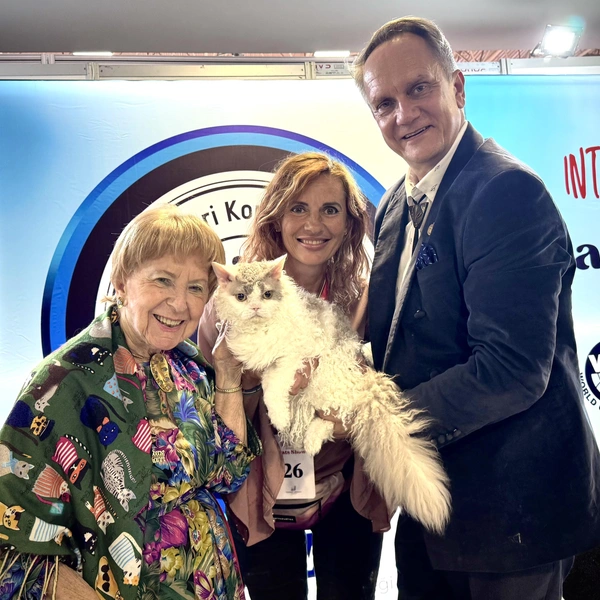 На восьмом месте (15&nbsp;358 баллов) идет еще один кот из России. Это длинношерстный представитель породы селкирк-рекс по кличке CurlyCharm Zehpyr | Источник: WCF