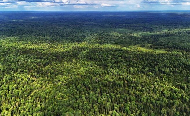 Источник: Красницкий В. / предоставлено Нацпарком «Койгородский»