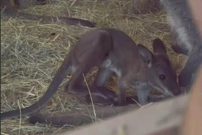 В Ленинградском зоопарке родились четыре кенгуренка: видео