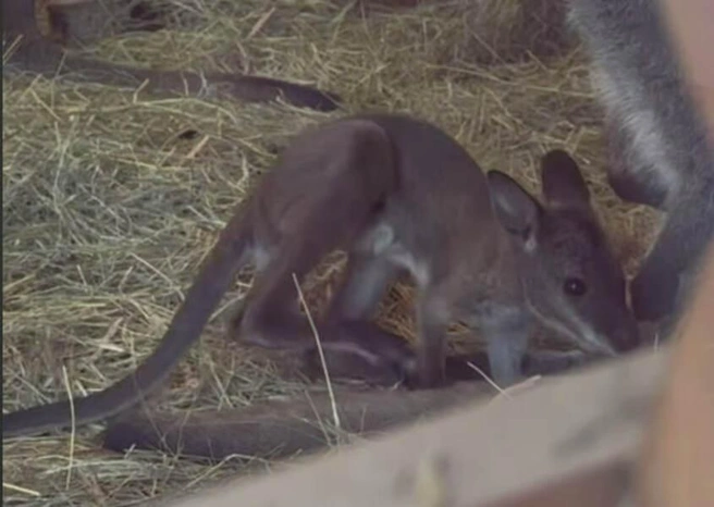 В Ленинградском зоопарке родились сразу четыре кенгуренка — милое видео