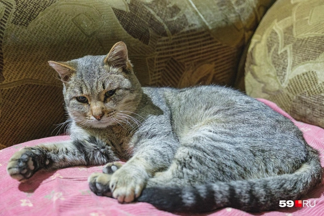 Костик стережет ферму от мышей | Источник: Тимофей Калмаков / 59.RU