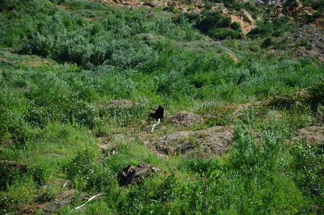 В Кузбассе сняли первую встречу с медведем | 142.ru
