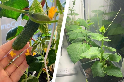 Как вырастить огурцы дома: советы от садовода