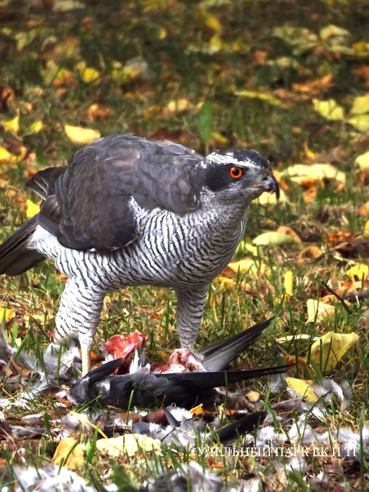 Ястреб-тетеревятник во дворе дома на Удельной устроил кровавый пир  | Источник: Ольга Окунева / «Удельный парк» 