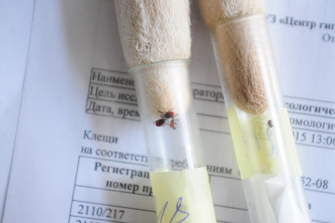 Чаще всего за помощью обращаются дачники из Новосибирского, Тогучинского и Искитимского района | Источник: Артём Устюжанин / E1.RU