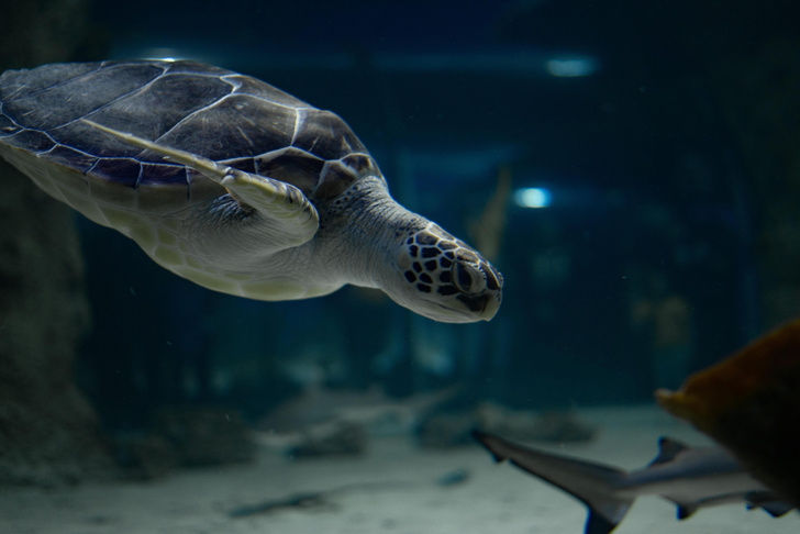День черепахи: история спасения Барбариски