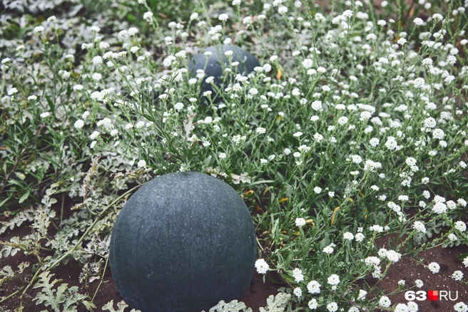 «Ред стар» зреет | Источник: Роман Данилкин / 63.RU