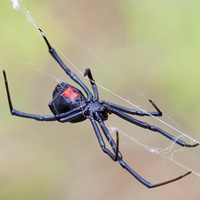 Аватарка Black_Widow