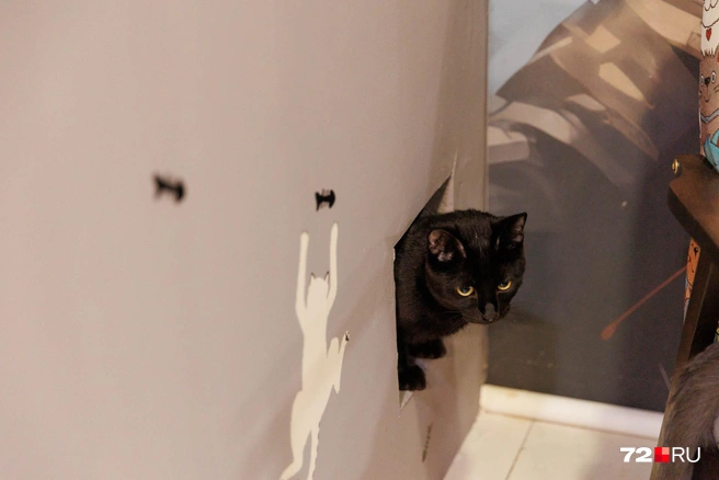 Отверстия сделаны в стене, чтобы котики могли попасть к своим лоткам | Источник: Ирина Шарова / 72.RU