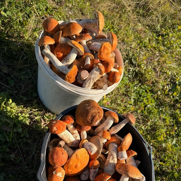 Источник: Yana Lesina / Грибы в Подмосковье 2025 / VK.com