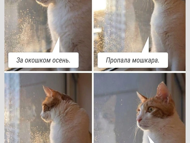 Осенью мысль про диету как-то отходит на второй план | Источник: Городские медиа