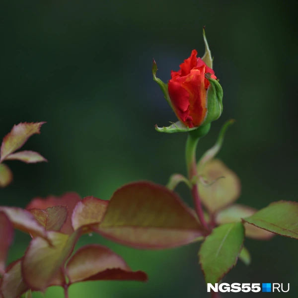 Кустовые розы — как маленькие огоньки | Источник: Евгений Софийчук / NGS55.RU