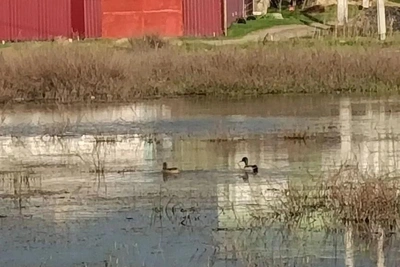 В Волгограде на пустыре из-за труб появился пруд
