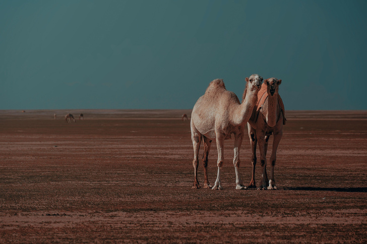 Почему у одних верблюдов два горба, а у других один?