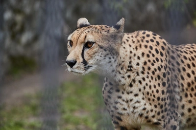 Cheetah Koda at Novosibirsk Zoo Turns Six